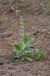 Skyblue lupine